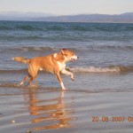 Jake beach run
