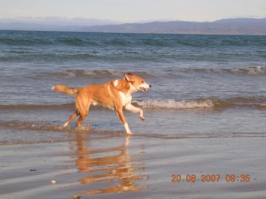 Jake beach run