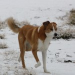 Jakey dog in the snow
