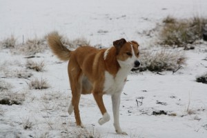 Jakey dog in the snow