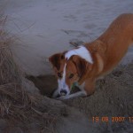 Jake sand nose