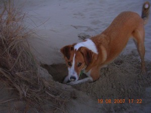 Jake sand nose