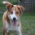 Jakey dog play mode engaged