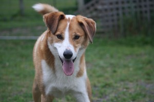 Jakey dog play mode engaged