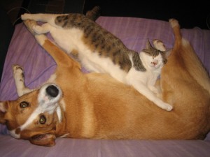 Kitty and Jake cute