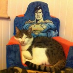 Kitty in Superman Chair
