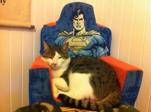 Kitty in Superman Chair